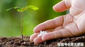 源沃肥業(yè)提示 提高果園土壤有機質的5大途徑